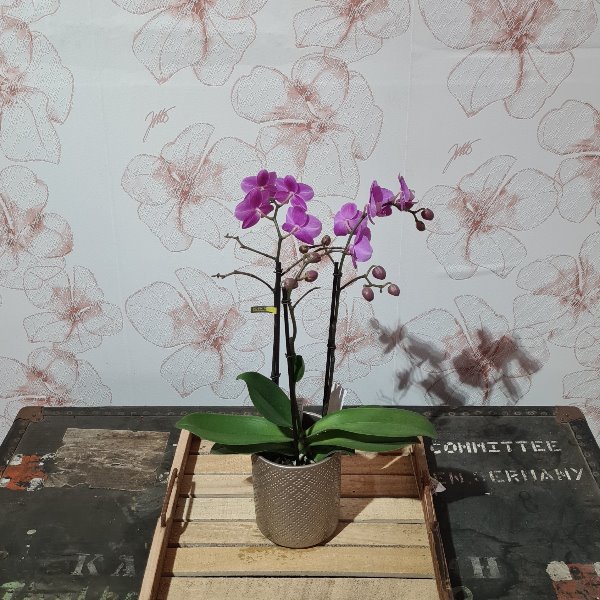 Phalaenopsis-Orchidee Bild 1